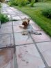 20170822_154809.thumb.jpg.4eb991a6a9ac63d54fb947db7d41977b.jpg