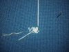 20170824_065455.thumb.jpg.ba045380eb453950e09ca66684c69201.jpg