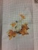 20170824_222451.thumb.jpg.d2d315ce1be949db7a59a55c636a95d0.jpg?1503858258685