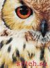 Lanarte PN-0157518, Owl