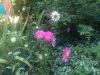 59a40963618d3_IMG_40471.thumb.JPG.e7f592e9c510f945ddf2bffa0562a0c2.JPG