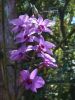 800px-Cooktown_orchids_and_bud.thumb.jpg.97cd6f17e70a14241f7b44c0dbaf38d0.jpg