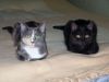 DSC04065_.thumb.jpg.13c10c0f02a24bb8fdb483102cbf3df2.jpg
