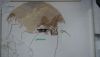 DSC06941.thumb.jpg.c97253af0d47f7e596a5e20a6d07e351.jpg