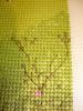 DSC09362.thumb.JPG.17b425f15eab1870de10347252b6faaf.JPG