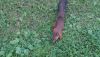 DSC_0049.thumb.JPG.ec810278f7b483883f82ea48e969af94.JPG