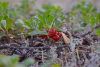 DSC_3958_.thumb.jpg.d19f3ed1c3139f9c6905ed85c79ffb6a.jpg