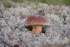 DSC_3962.thumb.JPG.086fa587aa5637725fd61884584a824f.JPG