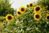 DSC_4209.thumb.jpg.31afb225952f29fe1299972d60e18d76.jpg