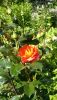 IMG-20170719-WA0028.thumb.jpg.07649bfab0d46b2d803cacffb9087837.jpg
