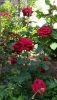 IMG-20170719-WA0029.thumb.jpg.73ad63300662120be79e9b3cf0de633e.jpg