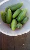 IMG-20170730-WA0004.thumb.jpg.57e66fb6a2208ae4cf95e9c82a8ac2b3.jpg