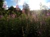 IMG_20170729_211225.thumb.jpg.b4ac1a4b1a3d64151d2b839369fe775d.jpg
