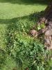 IMG_20170730_101802.thumb.jpg.2857e19af6ae9fdf9db8ae7fedafa4d4.jpg