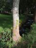 IMG_20170730_102052.thumb.jpg.f0bf274cd5865d89b234e658cd6e447d.jpg