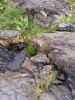 IMG_20170730_110622.thumb.jpg.dd12b887e630c539426a435589b0b91b.jpg