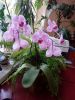 IMG_20170804_140628.jpg