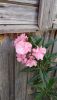IMG_20170819_163402.thumb.jpg.0dfbbddff74c0bc5d29e299756310c6b.jpg