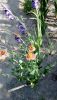 IMG_20170819_163958.thumb.jpg.e1368352a38bd49302dc604071971f42.jpg