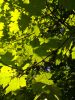 P_20170818_101257_DF.thumb.jpg.9984f89bc652529ee67ac2e280d8c588.jpg