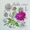 aida-etude-au-dahlia-maxi-grille-a-broder-au-point-de-croix.thumb.jpg.b94189a7524650197a2f860ec58b1e8a.jpg