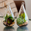 florarium_07_-650x646.thumb.png.ad929dd19b40adf0f37f19662aee8dcf.png