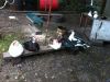 image-16-08-17-03-47-2.thumb.jpeg.ea0d91a1335c5514888a9552a992324a.jpeg