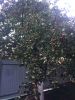 image.thumb.jpeg.1452340c33be92473e058f93f79f1b0d.jpeg
