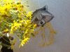 image.thumb.jpeg.735d188b27324be77e9ec8caaf208c6a.jpeg