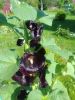 20170806_162431.thumb.jpg.2389f1847d60280babaa6e2d78b01443.jpg