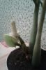 20170903_205627-1.thumb.jpg.d8f9dd90388c572437b17fbef69557d6.jpg