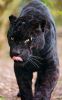 2623ca12be08863d3b8d45bd95701b29--big-black-black-jaguar.jpg