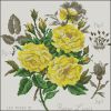 59b2435ba7c5f_tude--la-rose-reine-lucia.thumb.jpg.7727ae3a3feb94d32910716ddcee4af8.jpg