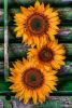 59bae3c53c13b_(6).thumb.jpg.1dfbde5b1e84461a1255a9888ef60d08.jpg