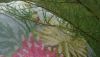 DSC00036.thumb.JPG.97cda5ac9b4e863b06a2859c1ede3025.JPG