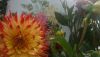 DSC00039.thumb.JPG.384ee6d2bedc26a00db5bdc8577ea417.JPG