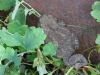 DSC02084.thumb.JPG.9eb75aed743f2918c3af74447d3db35b.JPG