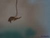 DSC08669.thumb.jpg.656f5cc986c6c8394e468a0a306b0f78.jpg