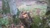 DSC_0004.thumb.JPG.7f4496ea10e39dd324c6a165d7fcf1b9.JPG