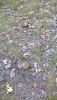 IMG_0786.thumb.JPG.545ed03e7c606126dc7ff5a417435225.JPG