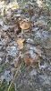 IMG_0790.thumb.JPG.bccca70953240cf32202701d9db9b8be.JPG