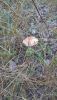IMG_0808.thumb.JPG.983d13e3df0905e57010f958305c4512.JPG