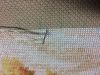 IMG_3523.thumb.JPG.6d99fd9f99c7f979984a00a3bd03ea0f.JPG