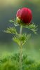 Moumita_flower_YkdnQWRaeg.thumb.jpg.10b65b4f06f1a394cae40bedf44b1816.jpg
