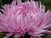 astra-nazvi-foto-vidiv-i-sortiv-odnorichnih-i_8_1.thumb.jpg.9bf5d1f9a8013a182a1cc274394dd472.jpg