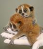 baby-loris_3.thumb.jpg.afa7396d9bced0eb0dfb8b22aa770a7e.jpg