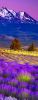 f36c5cbbb3d91dcd182e1c4d6ca2da5d.thumb.jpg.ac56e6efbe4456ee9a3ecb846ea071d0.jpg