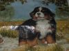 image.thumb.jpeg.79fc1b436f73c3a9f20a6be7c8420407.jpeg