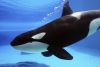 orca-whale-captive-iStock_000011611562-1-1220x813.thumb.jpg.ceda56bf18b04ef47af647caf8aa32e4.jpg