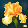 ta-317_solnechnyy_iris_tela_artis.png